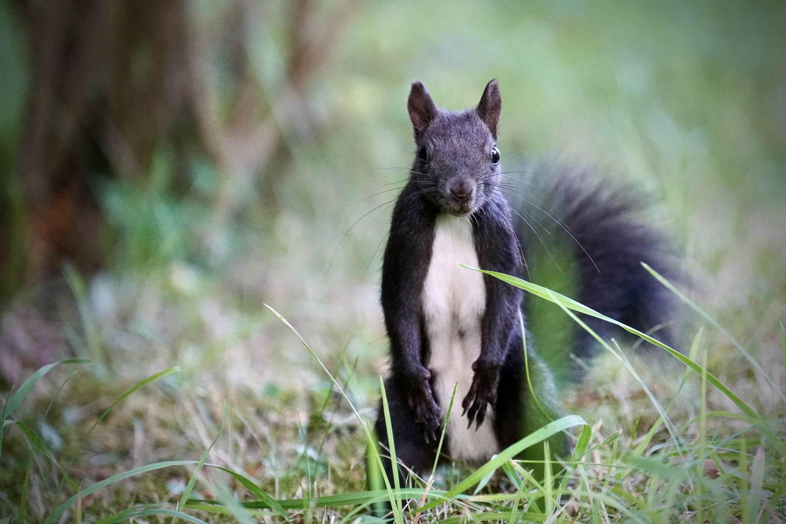 Eichhörnchen