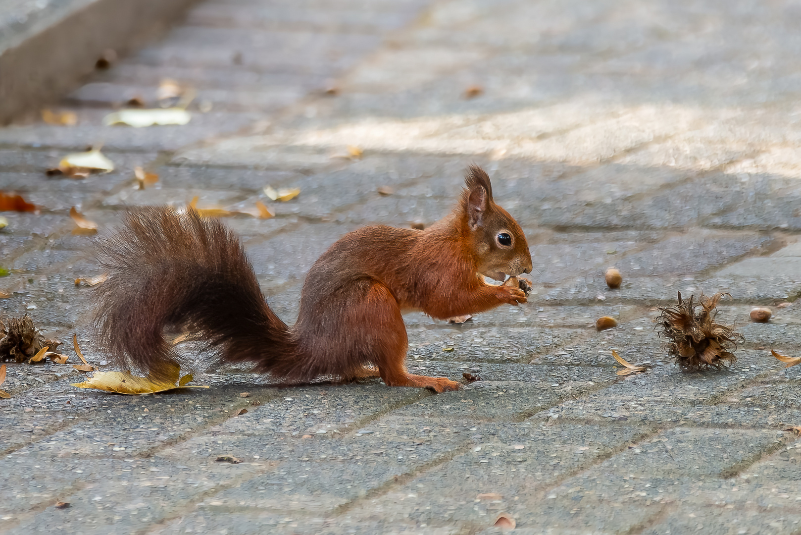 Eichhörnchen.