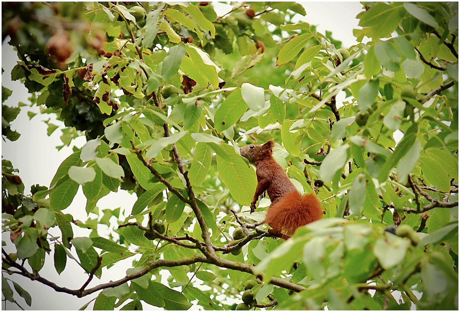 Eichhörnchen