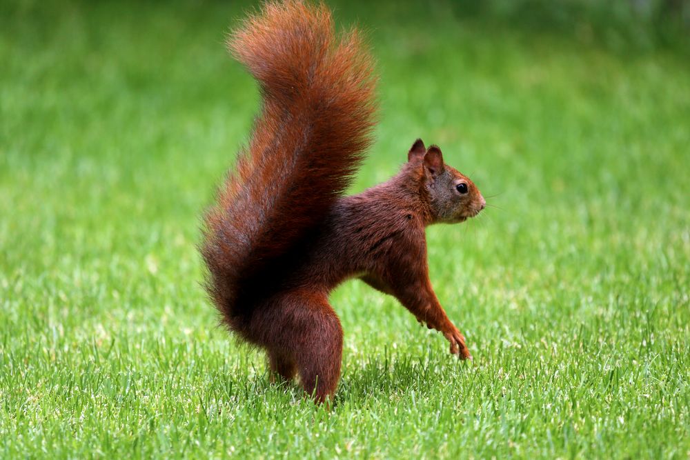 Eichhörnchen Foto & Bild | tiere, wildlife, wildlife: sonstige tiere