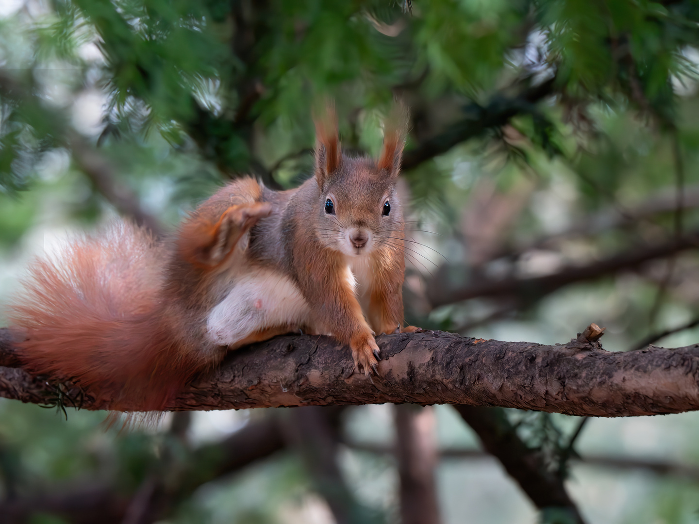 Eichhörnchen.