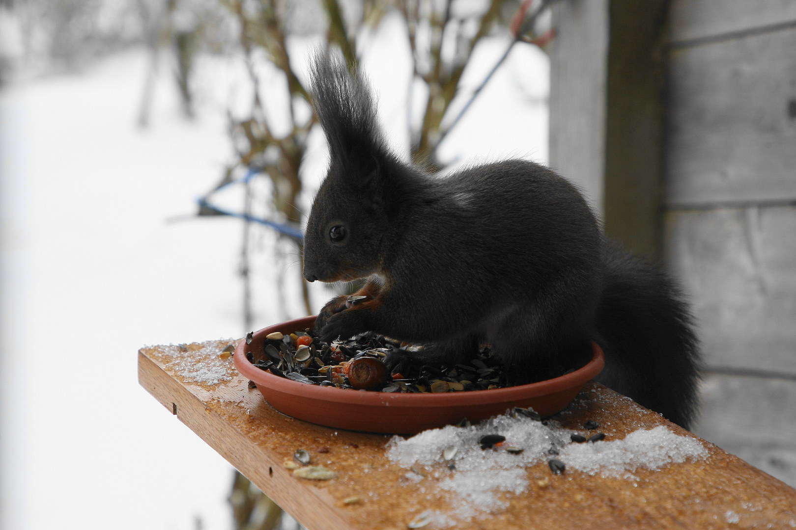 Eichhörnchen