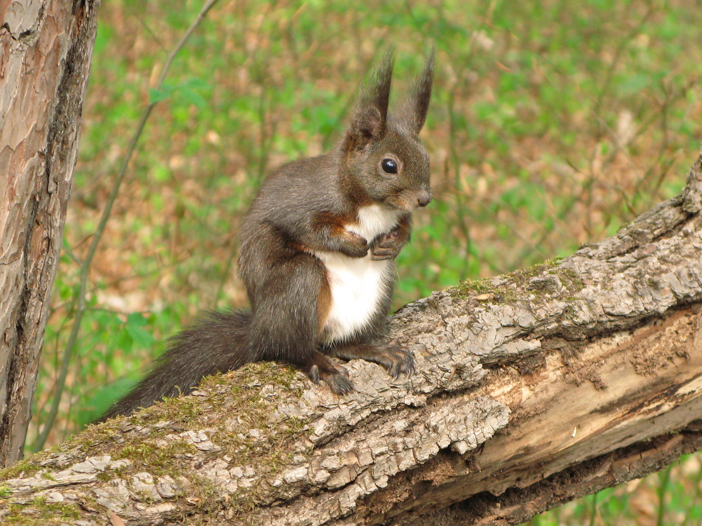 Eichhörnchen (7)