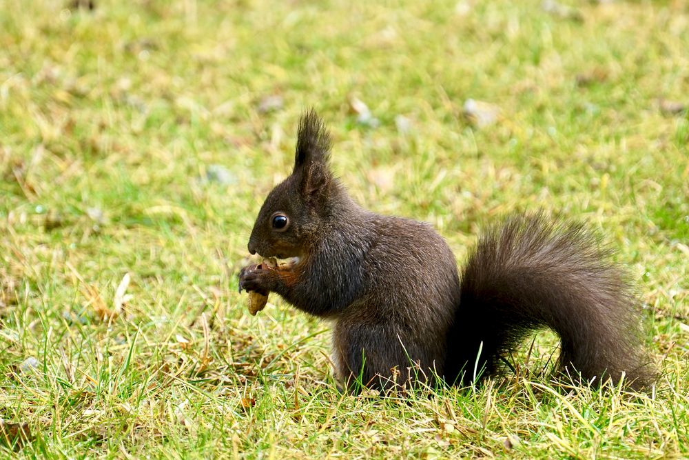 Eichhörnchen 