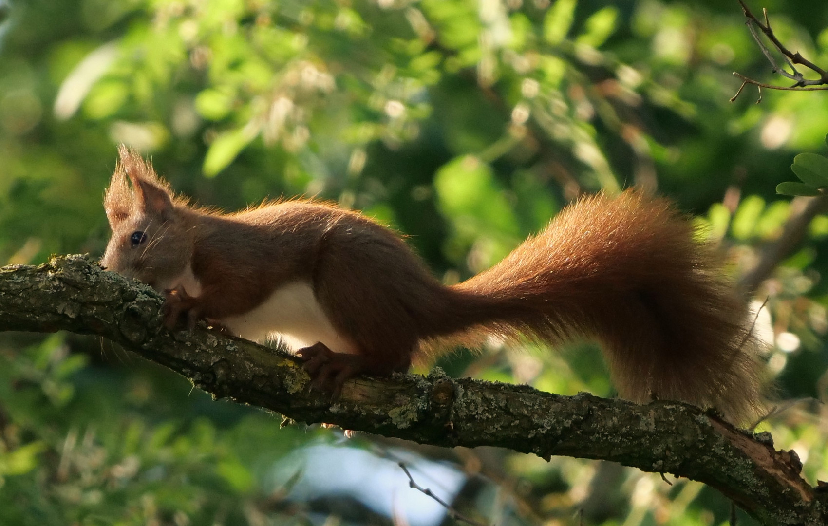 Eichhörnchen 