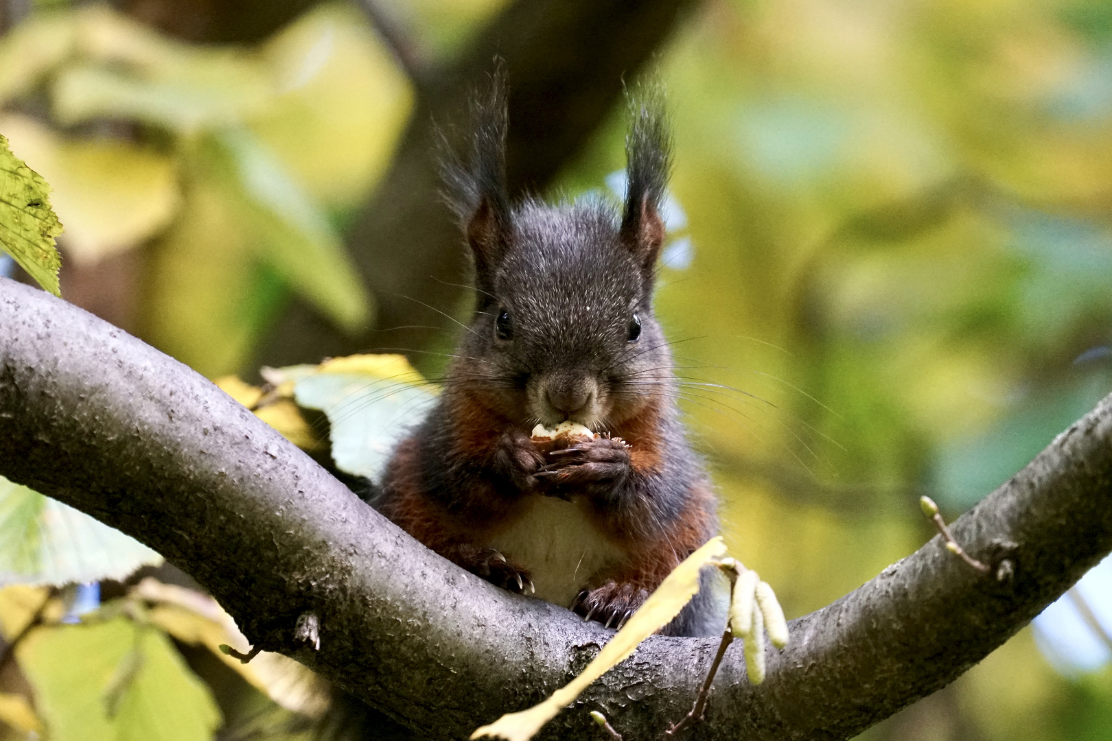 Eichhörnchen