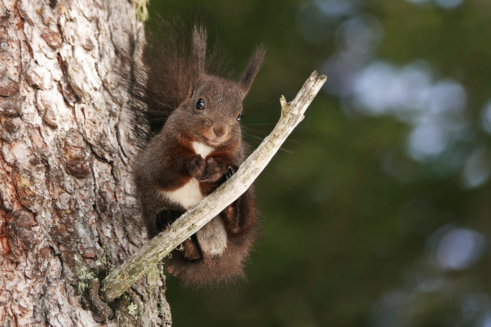 Eichhörnchen