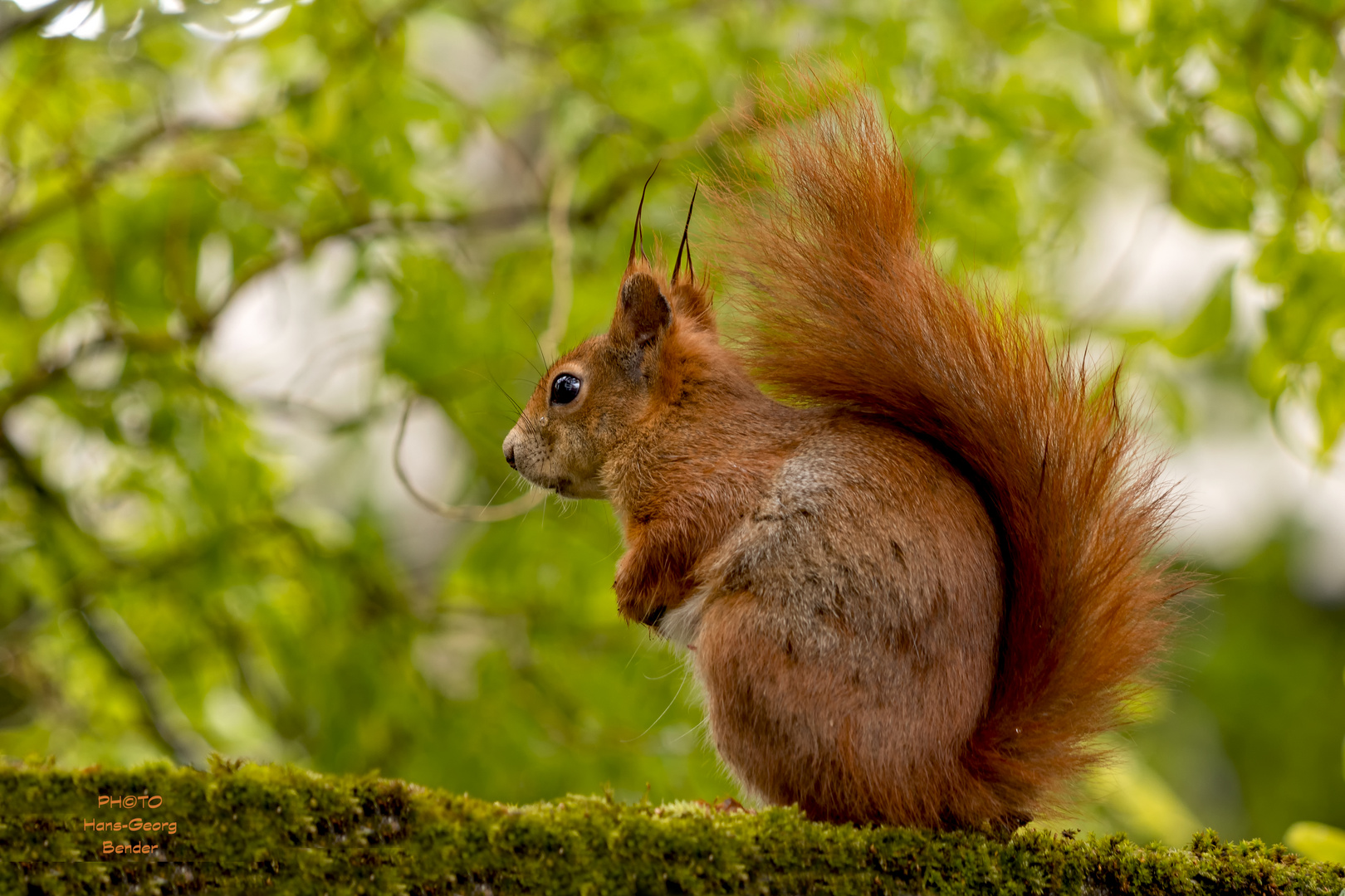 Eichhörnchen