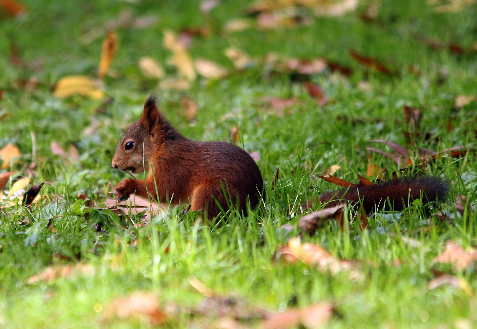 Eichhörnchen