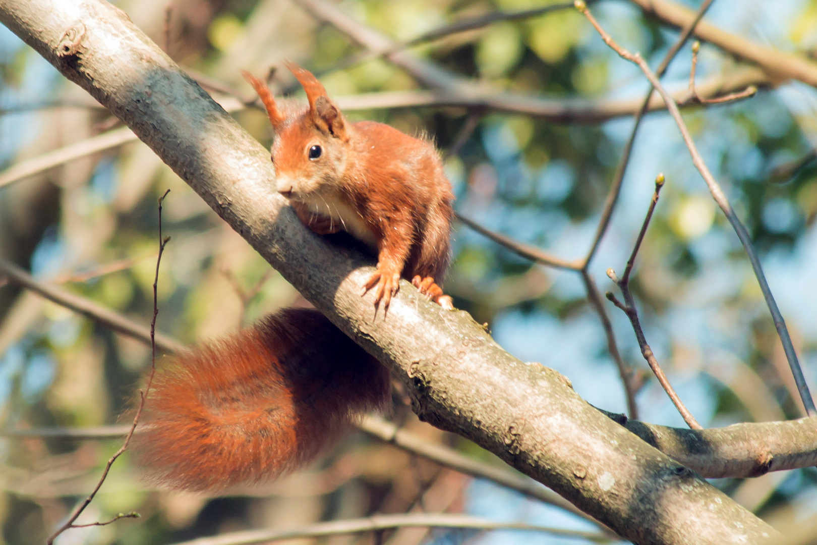 Eichhörnchen