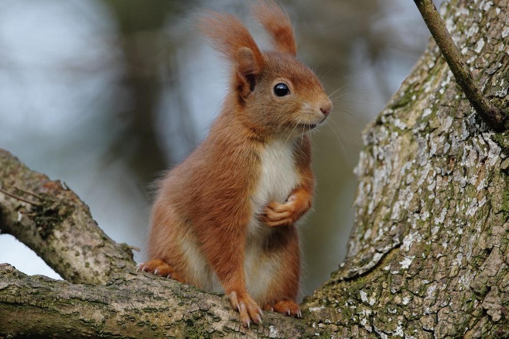 Eichhörnchen Foto & Bild | tiere, natur Bilder auf fotocommunity