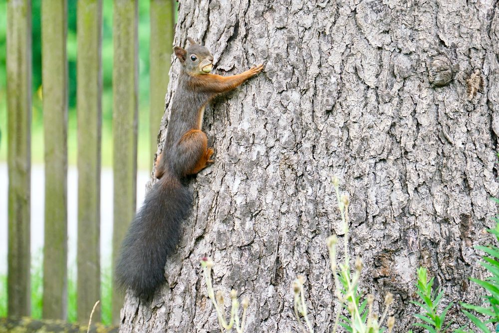 Eichhörnchen