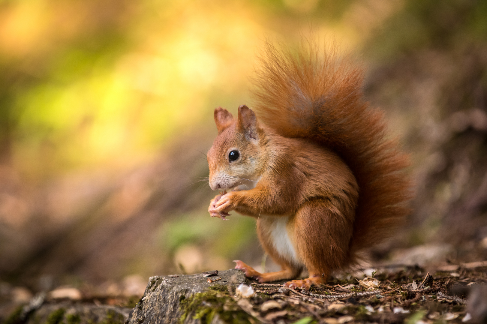 Eichhörnchen