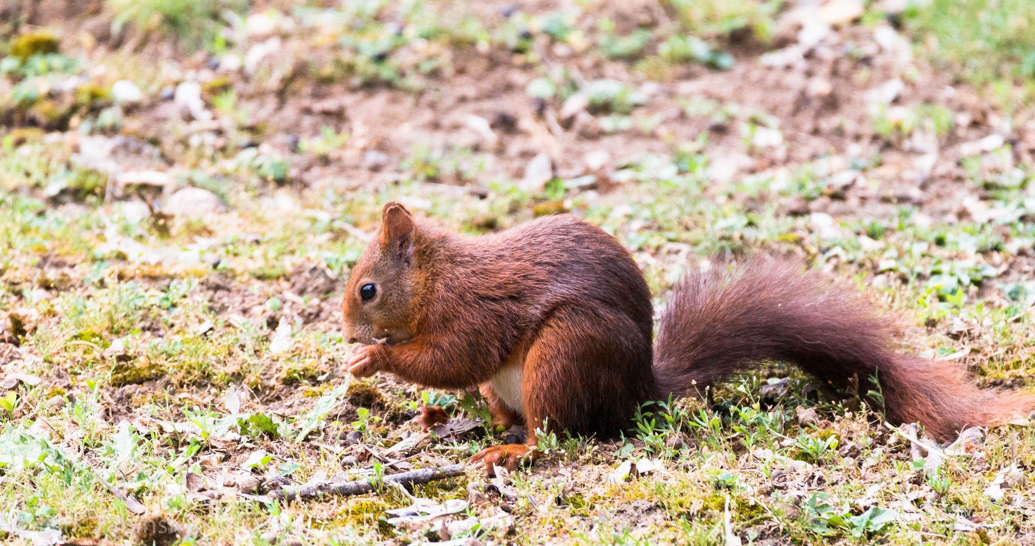 Eichhörnchen