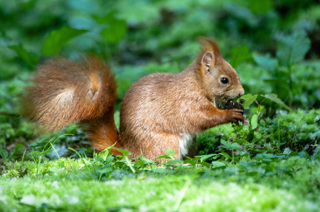 Eichhörnchen