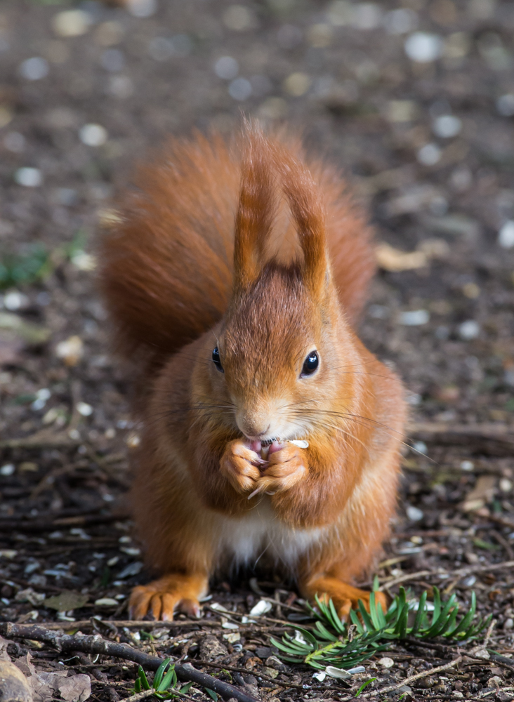 Eichhörnchen