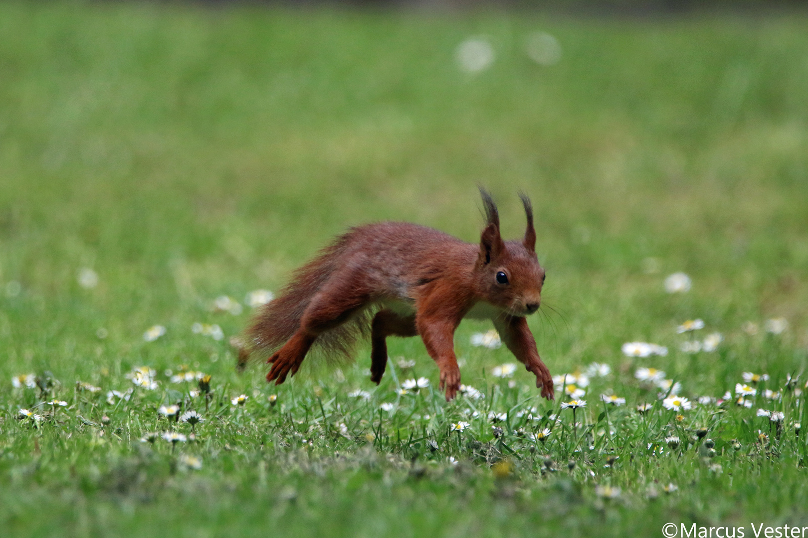 Eichhörnchen