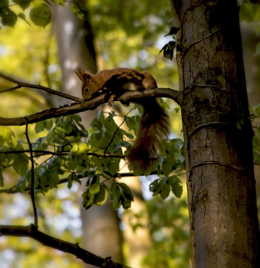 Eichhörnchen