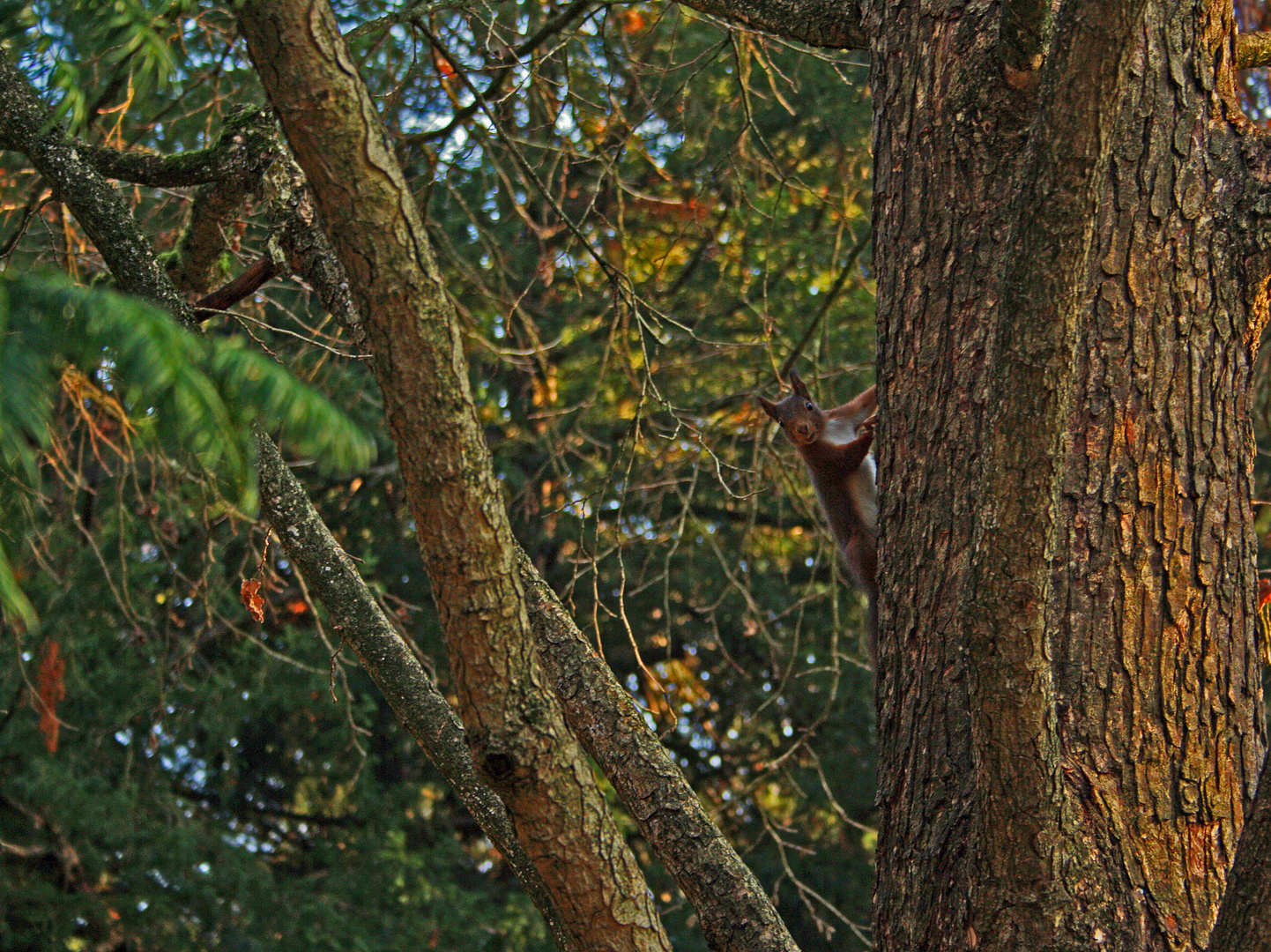 Eichhörnchen