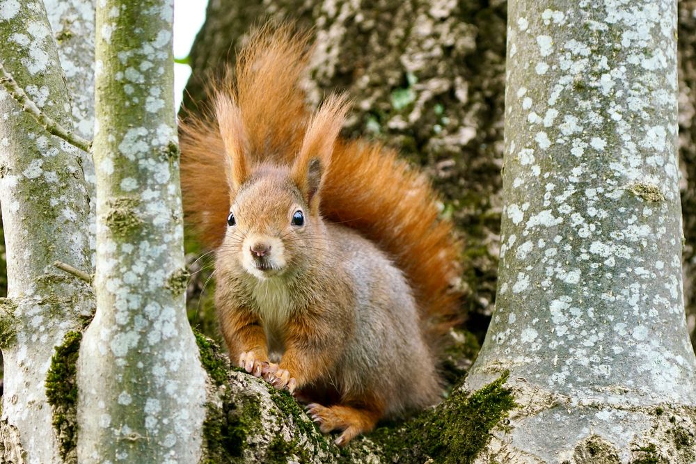 Eichhörnchen