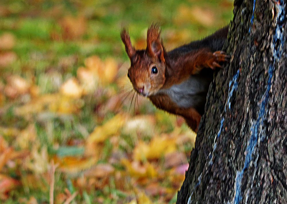 Eichhoernchen