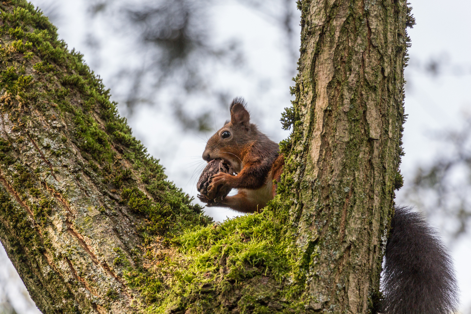 Eichhörnchen