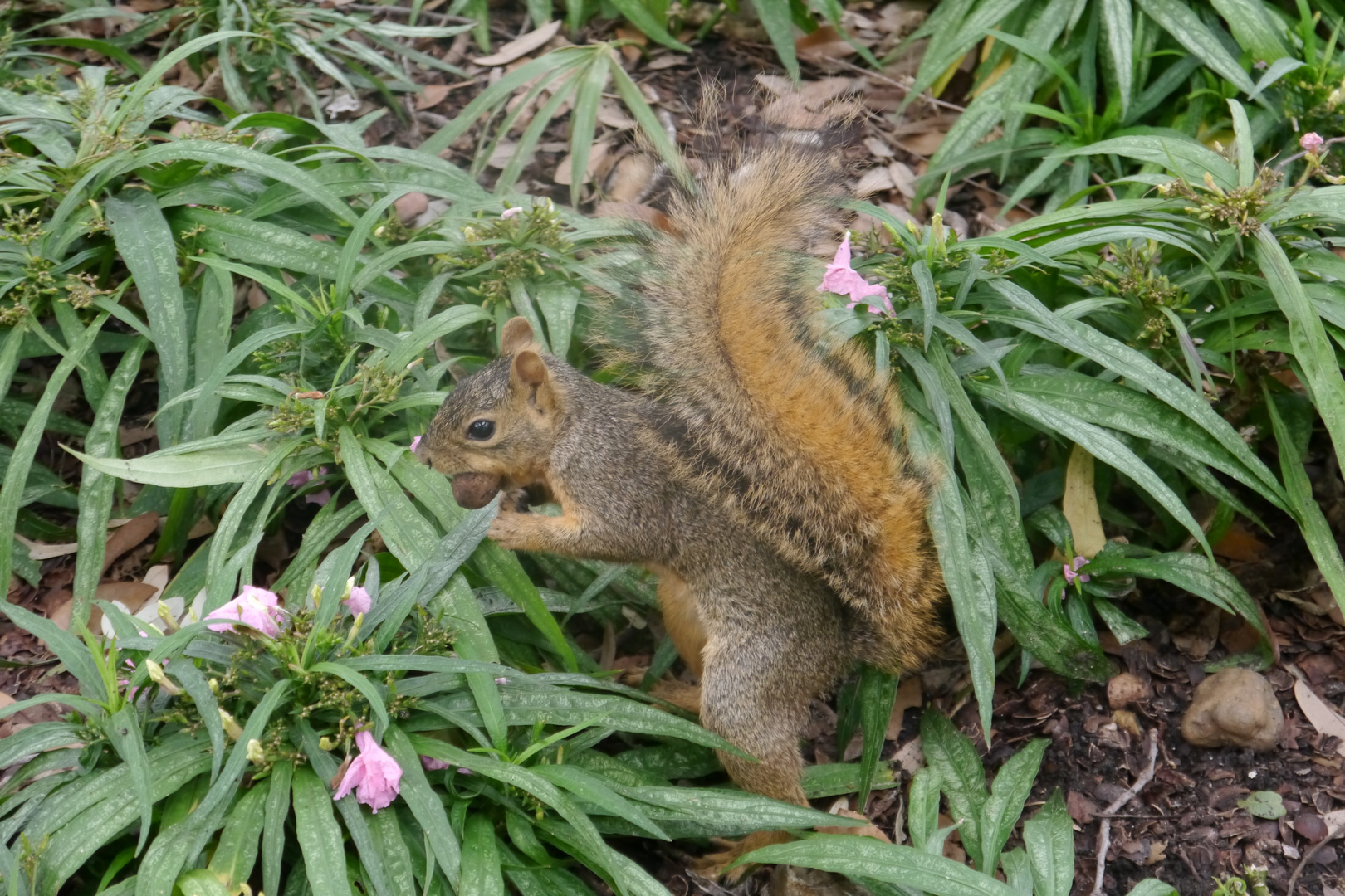 Eichhörnchen