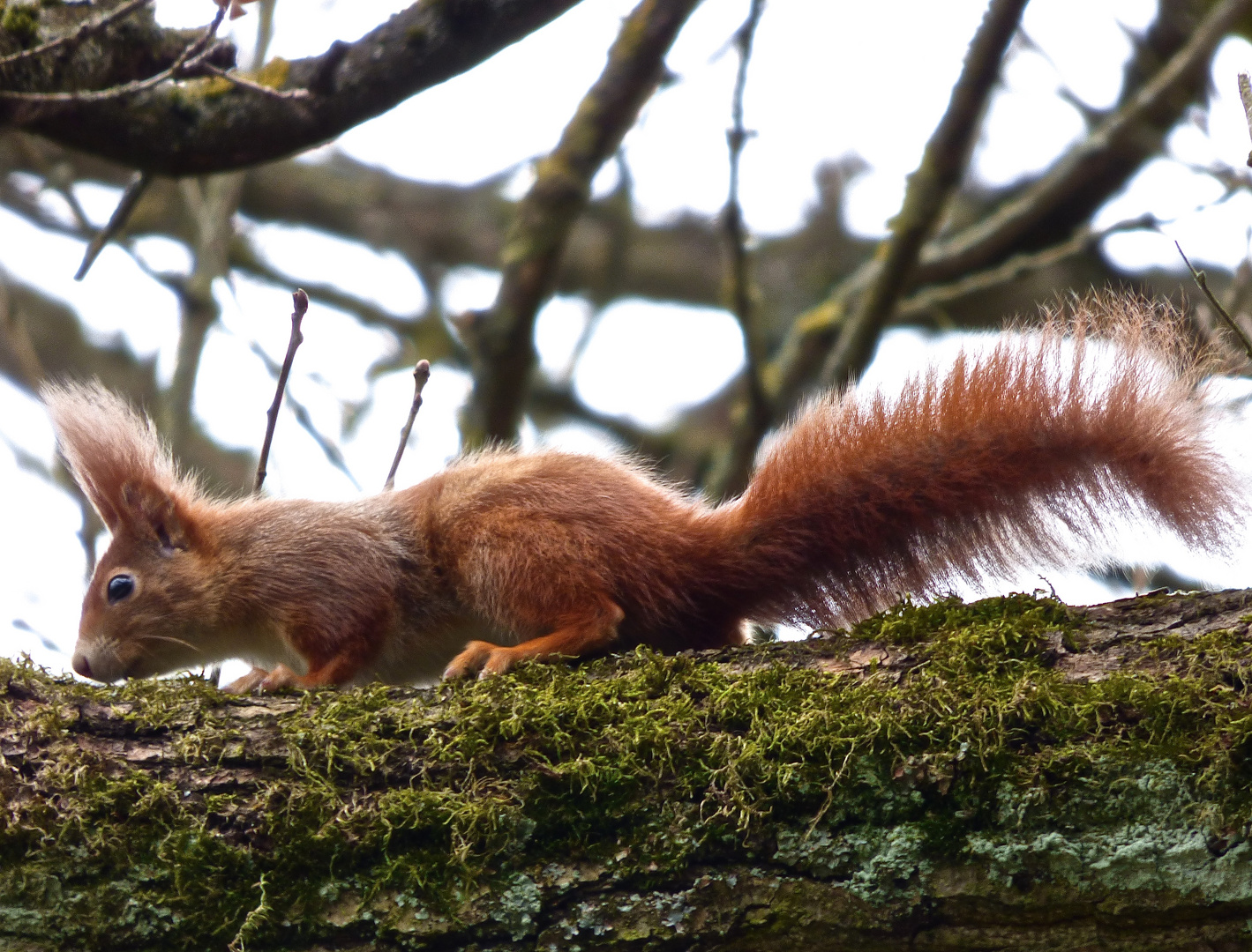 Eichhörnchen