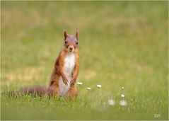 Eichhörnchen