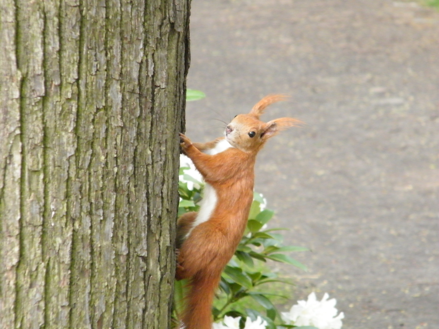 Eichhörnchen