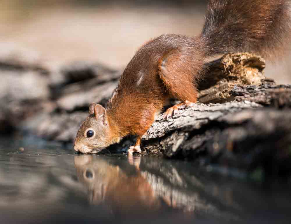 Eichhörnchen