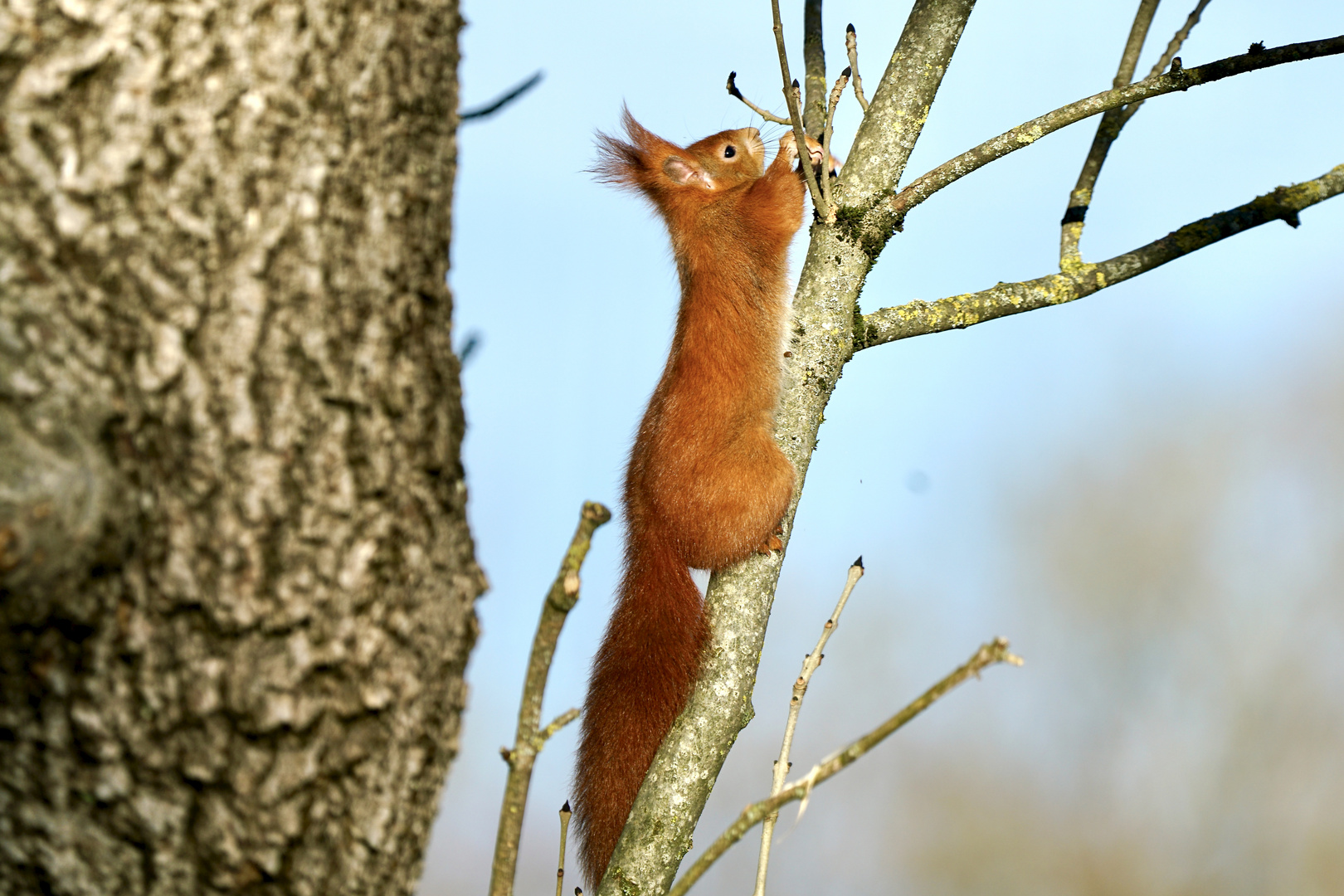 Eichhörnchen