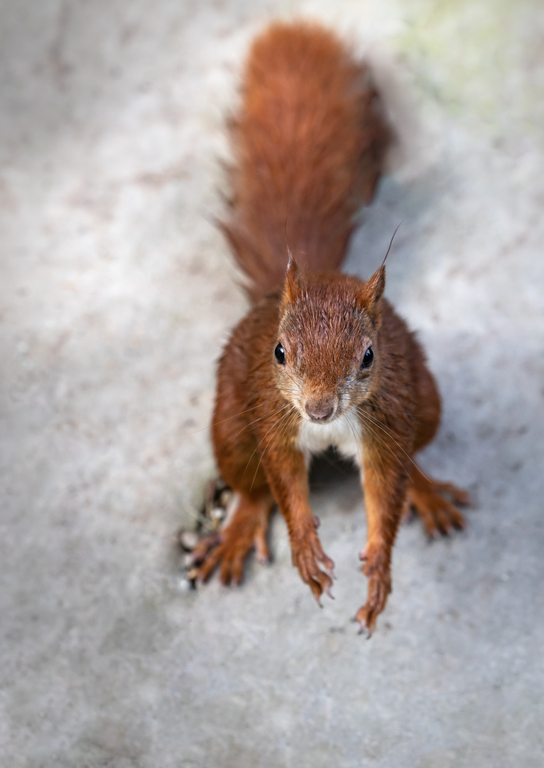 Eichhörnchen