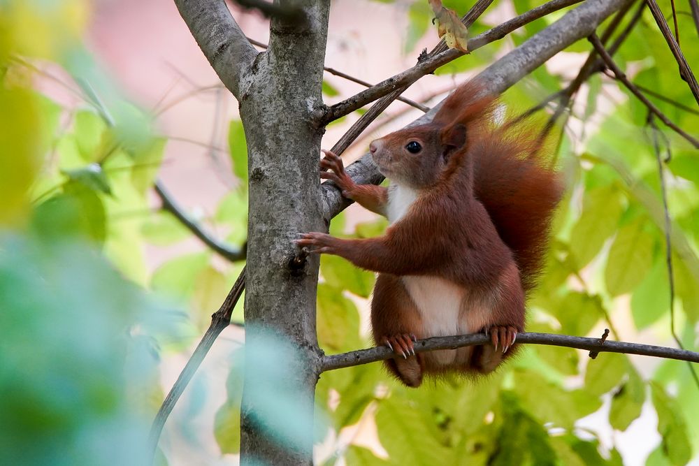 Eichhörnchen