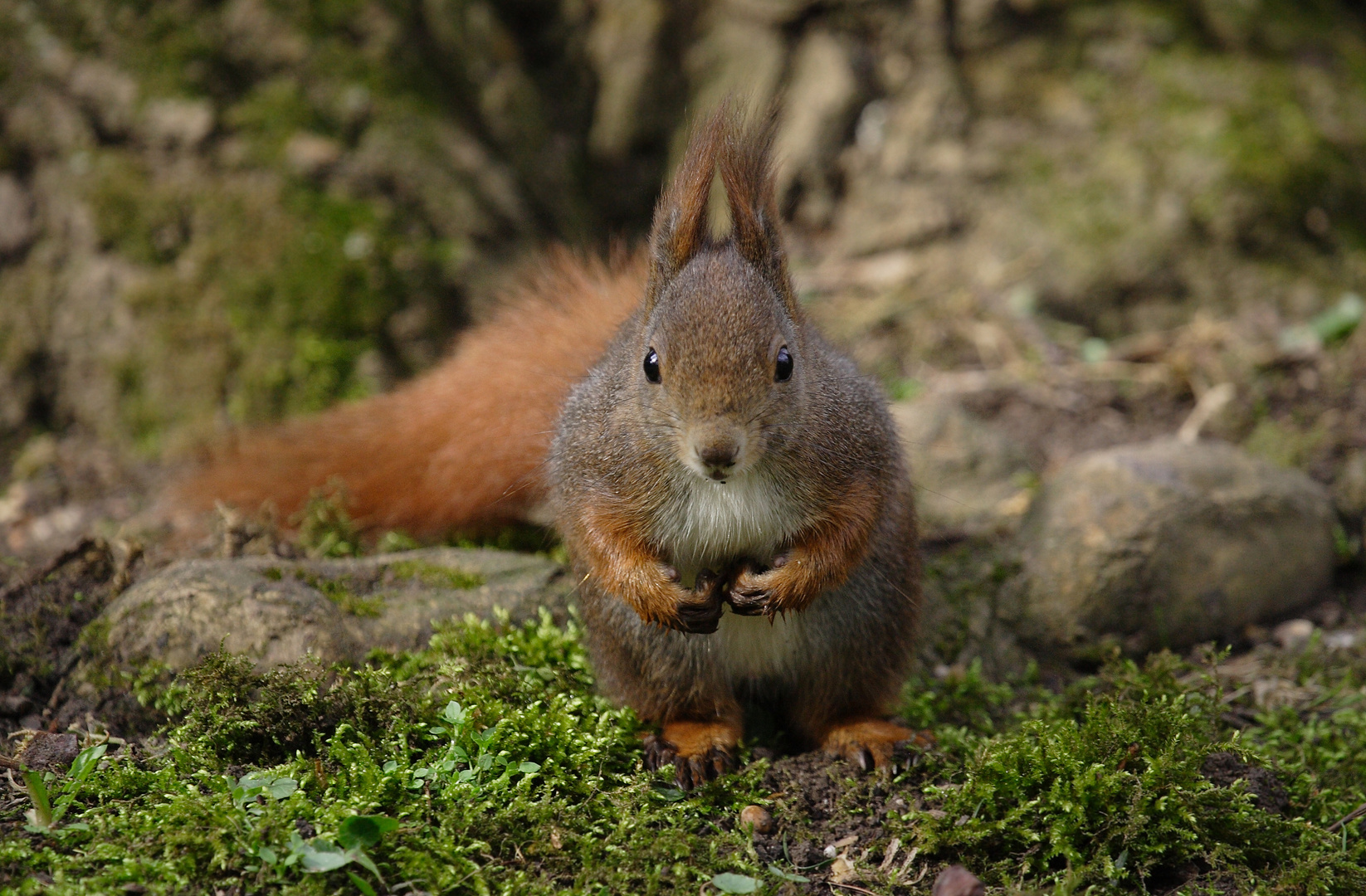 Eichhörnchen