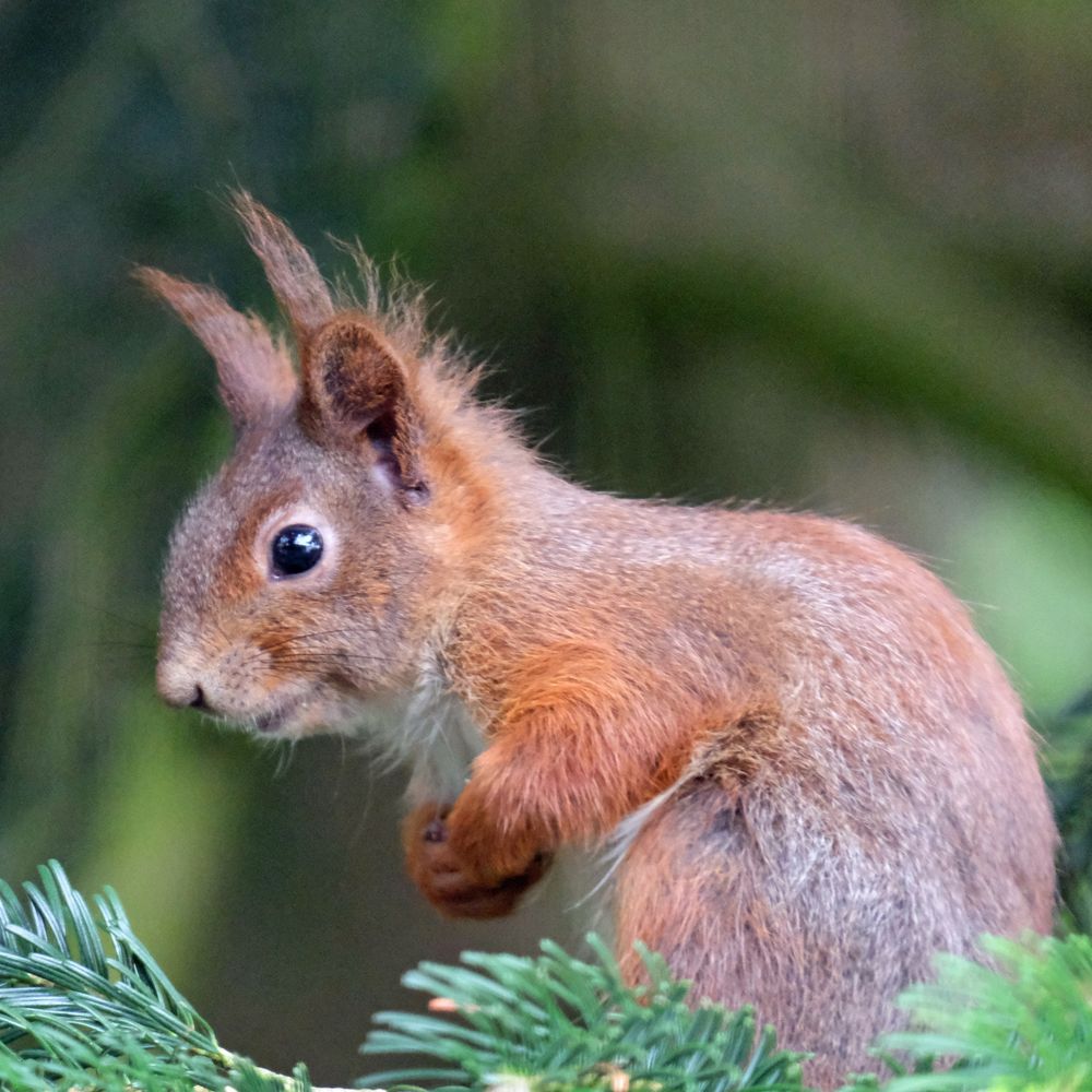 Eichhörnchen