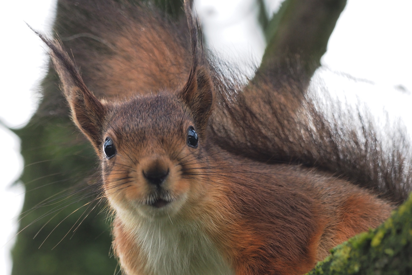 Eichhörnchen