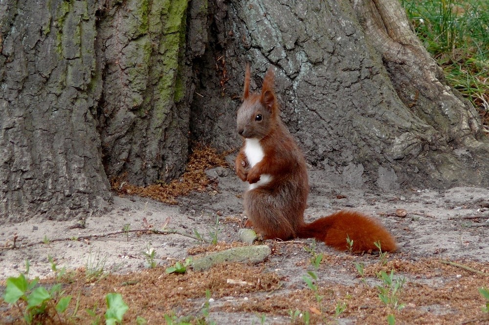 Eichhörnchen