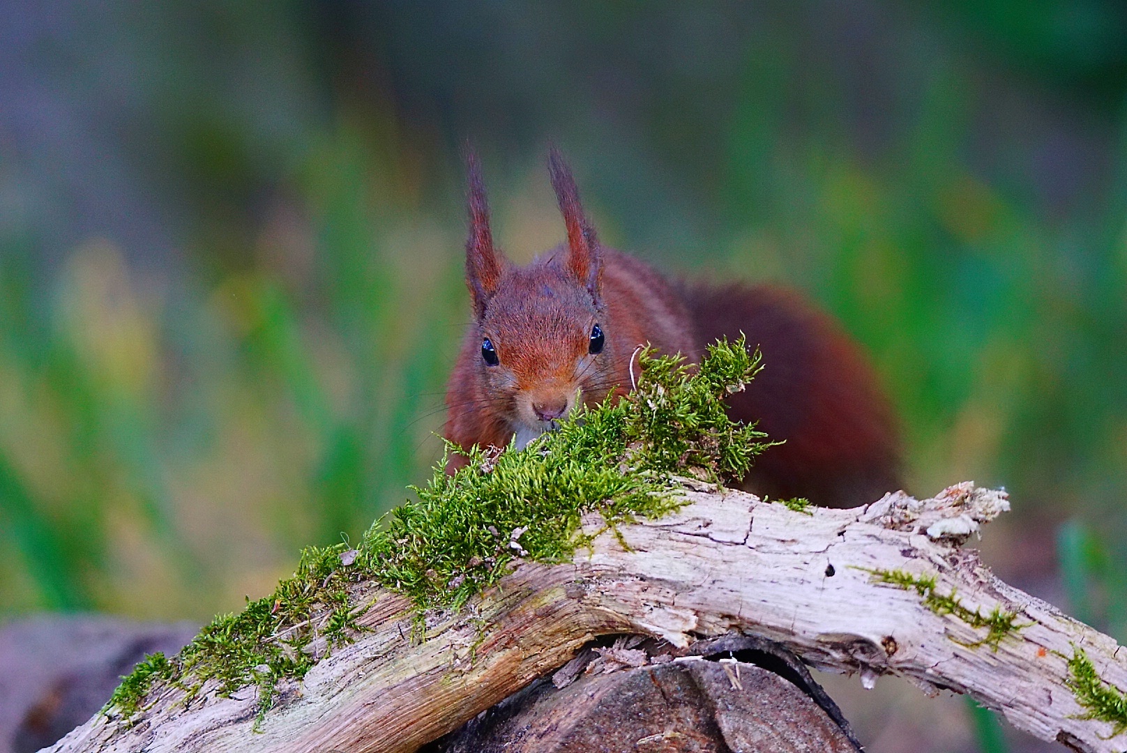 Eichhörnchen 