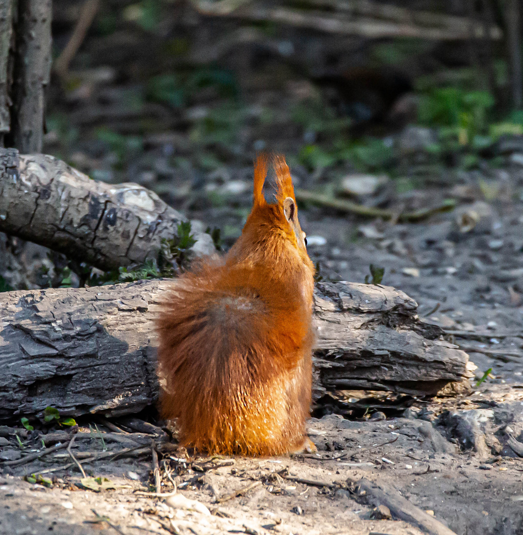 Eichhörnchen