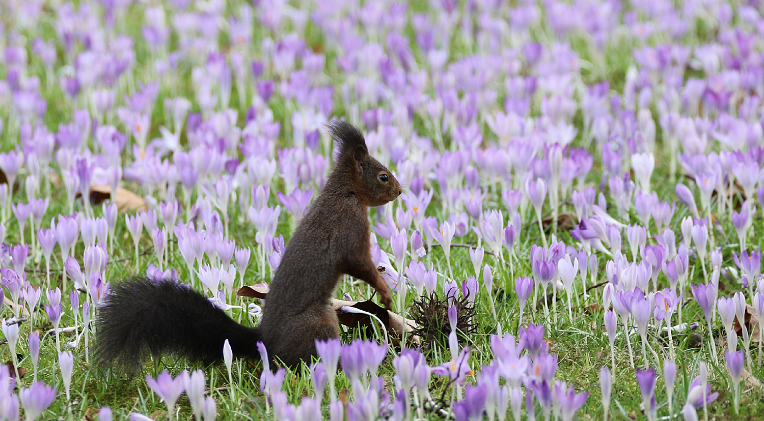 Eichhörnchen