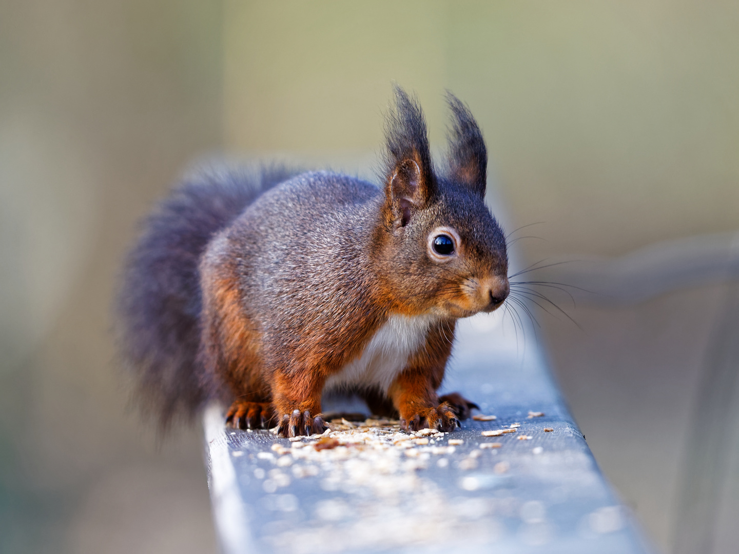 Eichhörnchen