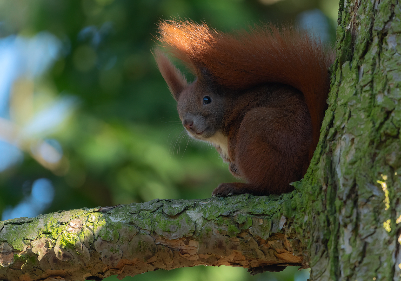 Eichhörnchen