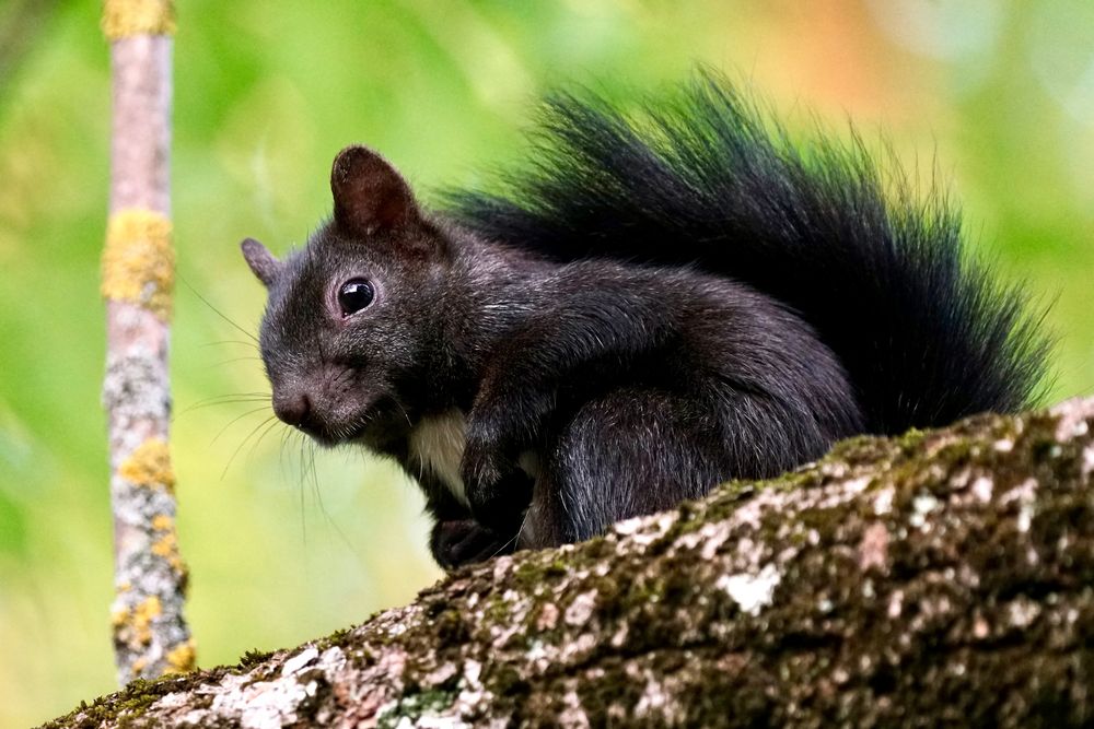 Eichhörnchen