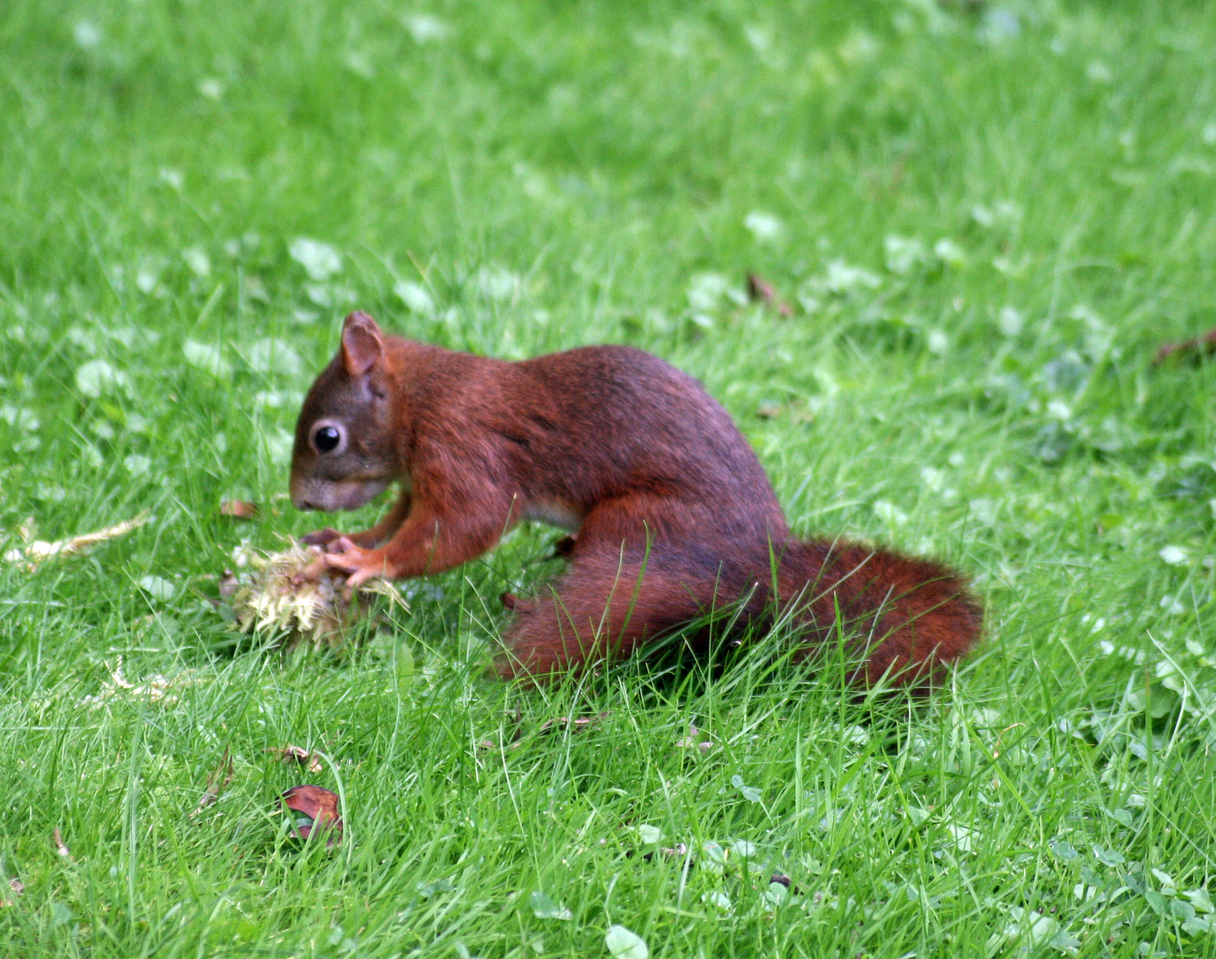 Eichhörnchen