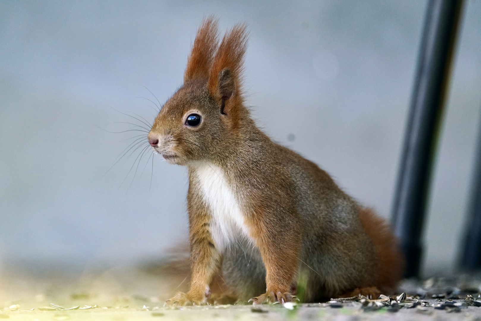 Eichhörnchen