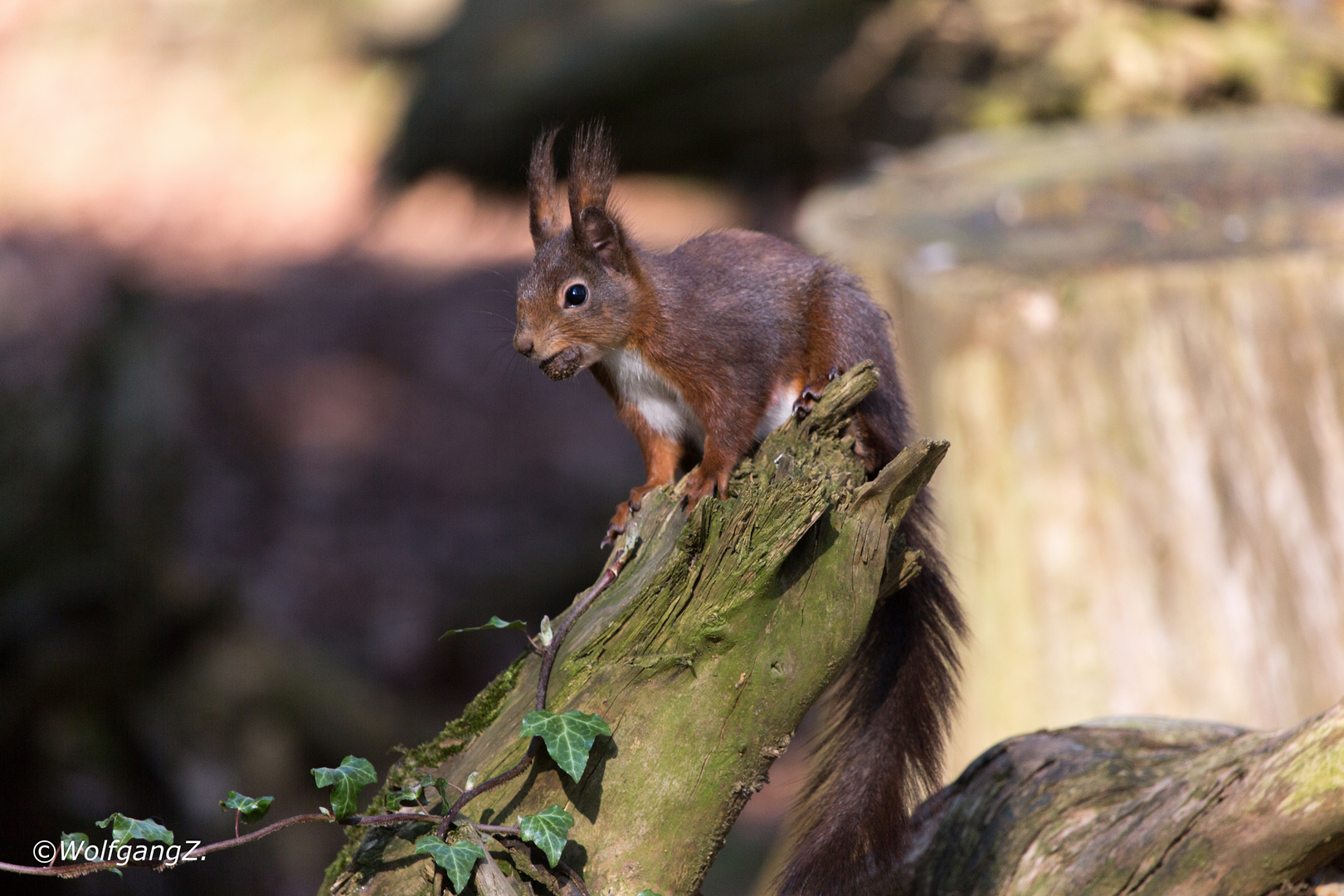 Eichhörnchen