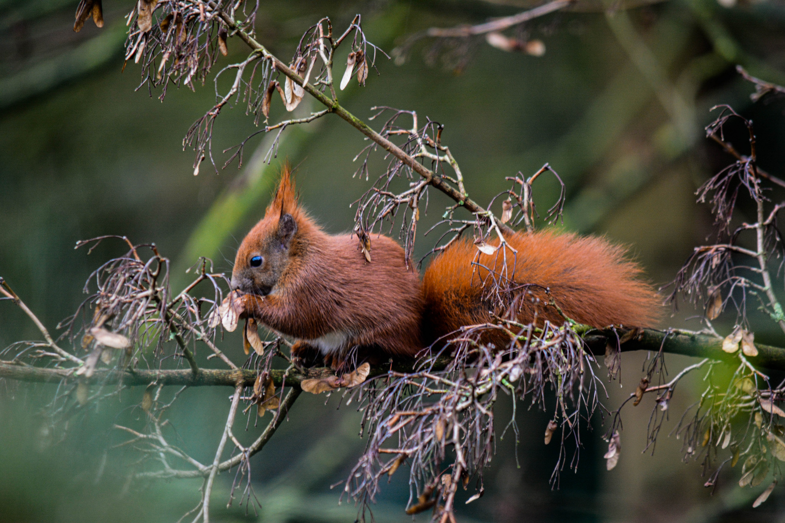 Eichhörnchen