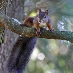 Eichhörnchen