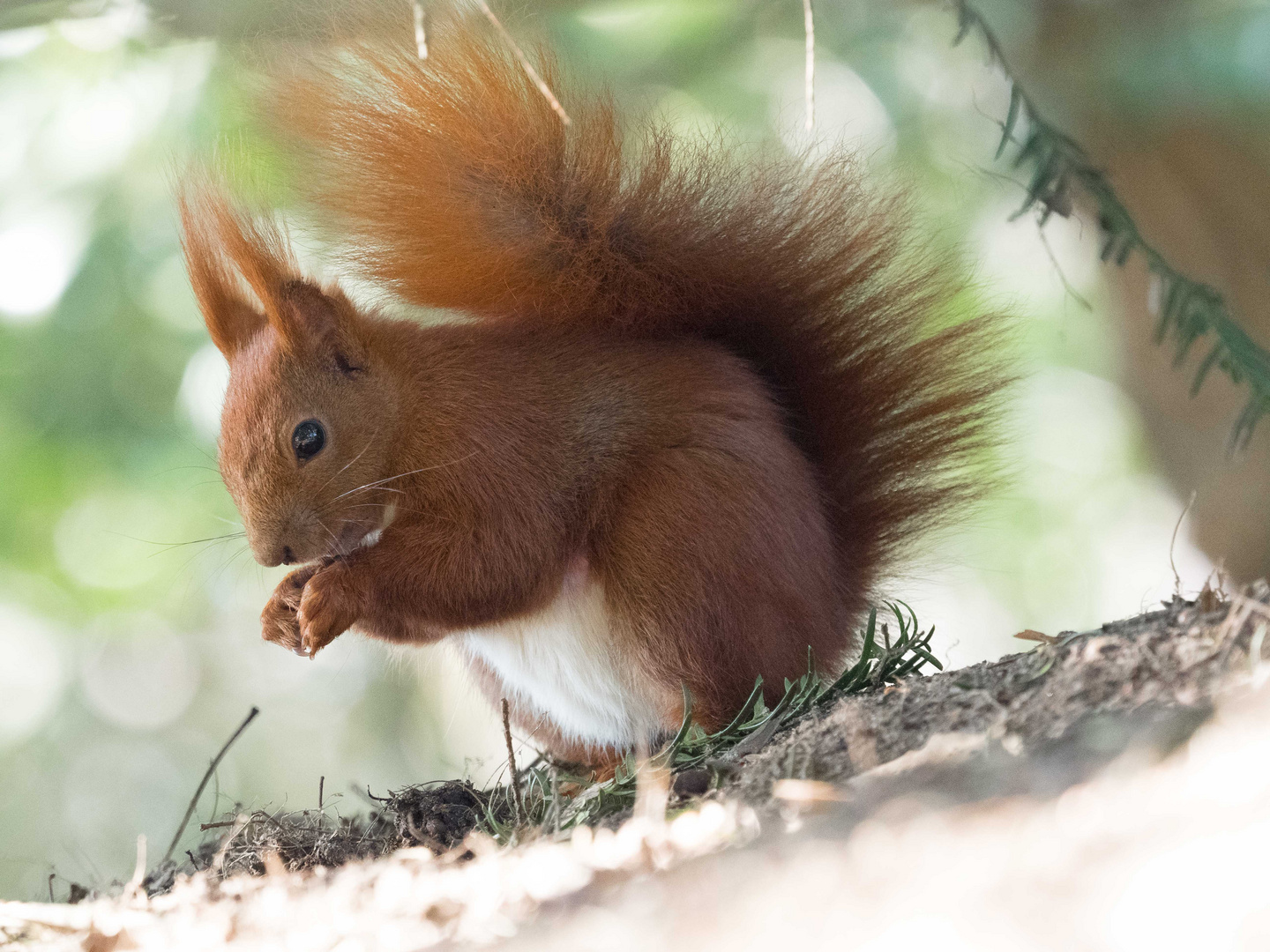 Eichhörnchen